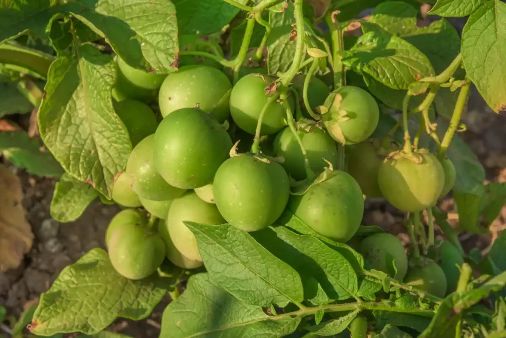 Baies de pomme de terre