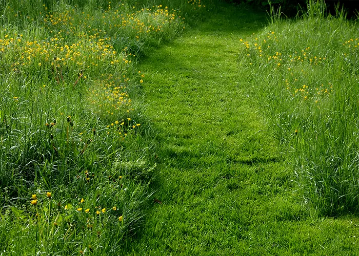 Passage d'herbe tondue dans un gazon d'herbes hautes