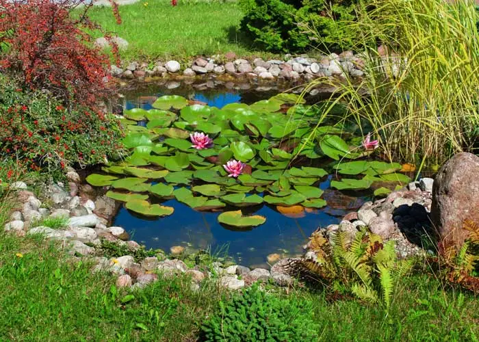bassin dans jardin au printemps