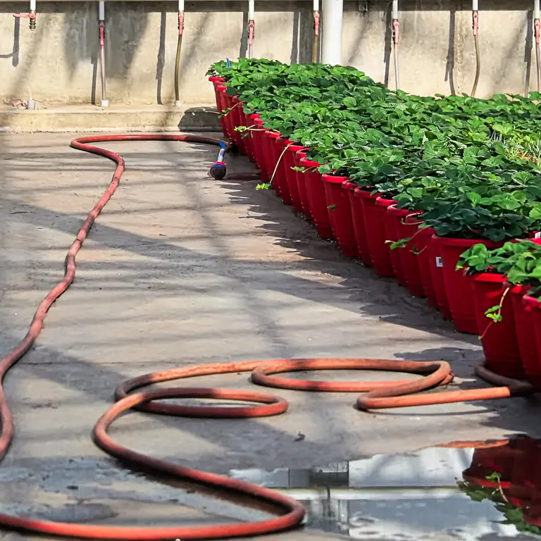 Arrosage par bassinage d'une serre de jardin en plein soleil en août pour augmenter l'humidité et rafraîchir les plantes