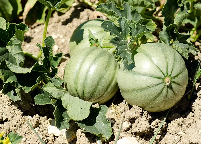 besoin en eau des melons