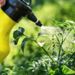 Bien utiliser le bicarbonate de soude pour traiter les maladies du jardin potager