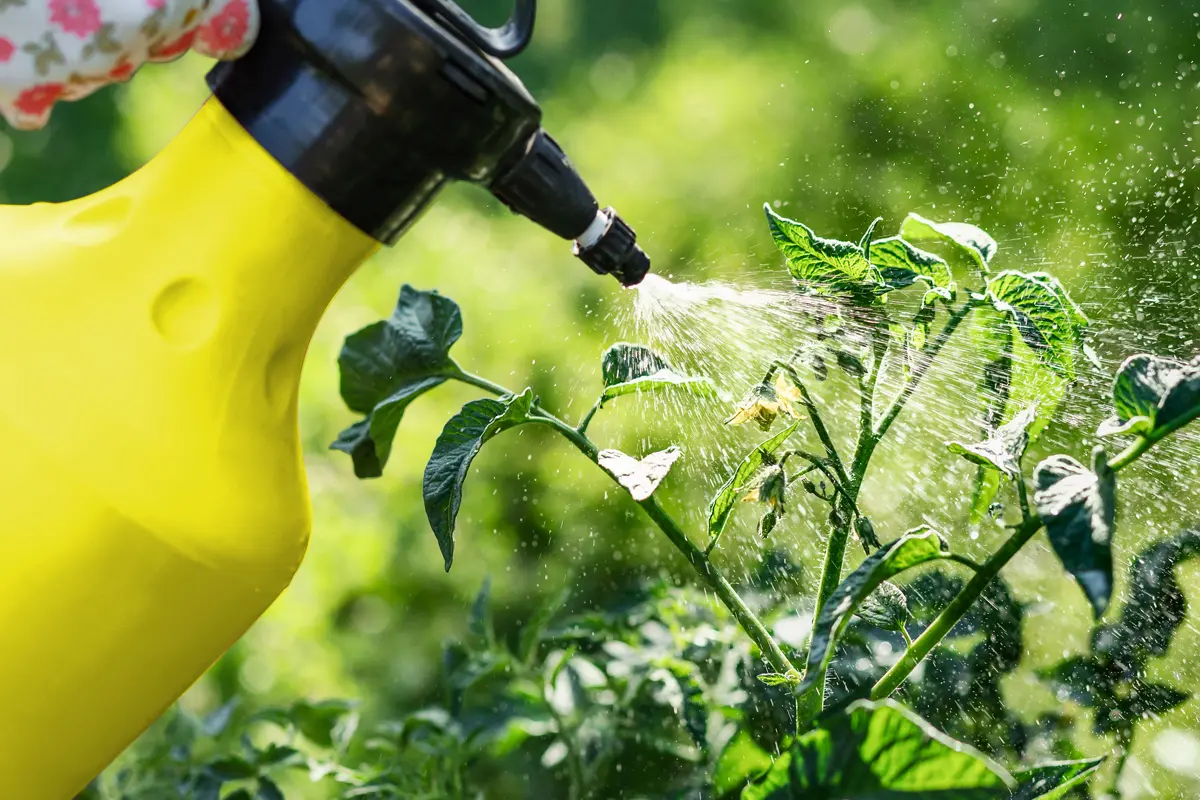 Bien utiliser le bicarbonate de soude pour traiter les maladies du jardin potager