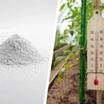 Blanc de Meudon : astuces pour réduire la chaleur sous serre lors de canicules grâce au blanchiment