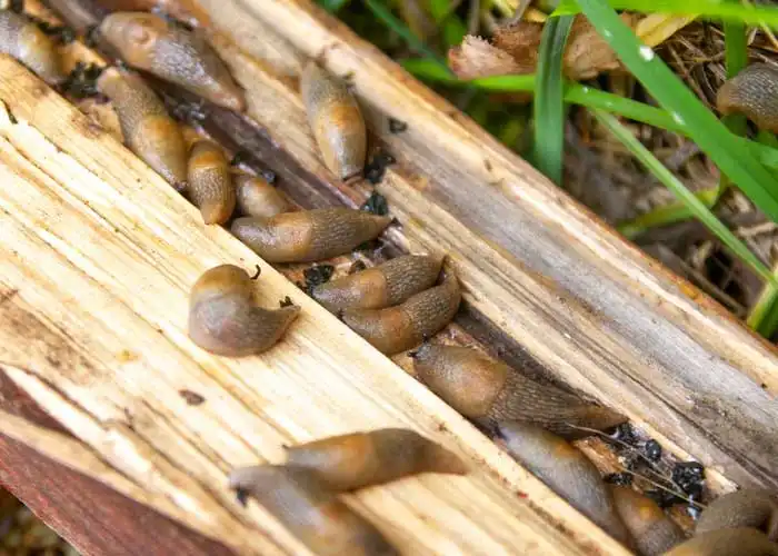 limaces sur morceau de bois