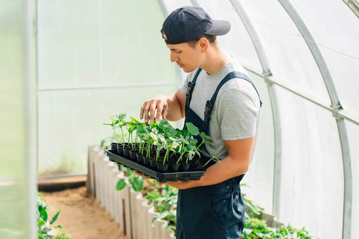 les bonnes raisons d'acheter une serre de jardin