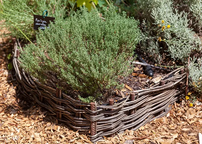 Bordure de parcelle en osier au potager