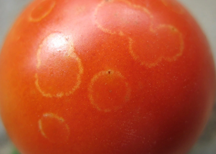 Tomate touchée par la pourriture grise (Botrytis)
