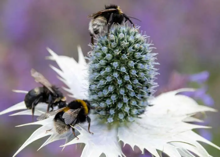 bourdon insecte auxiliaire