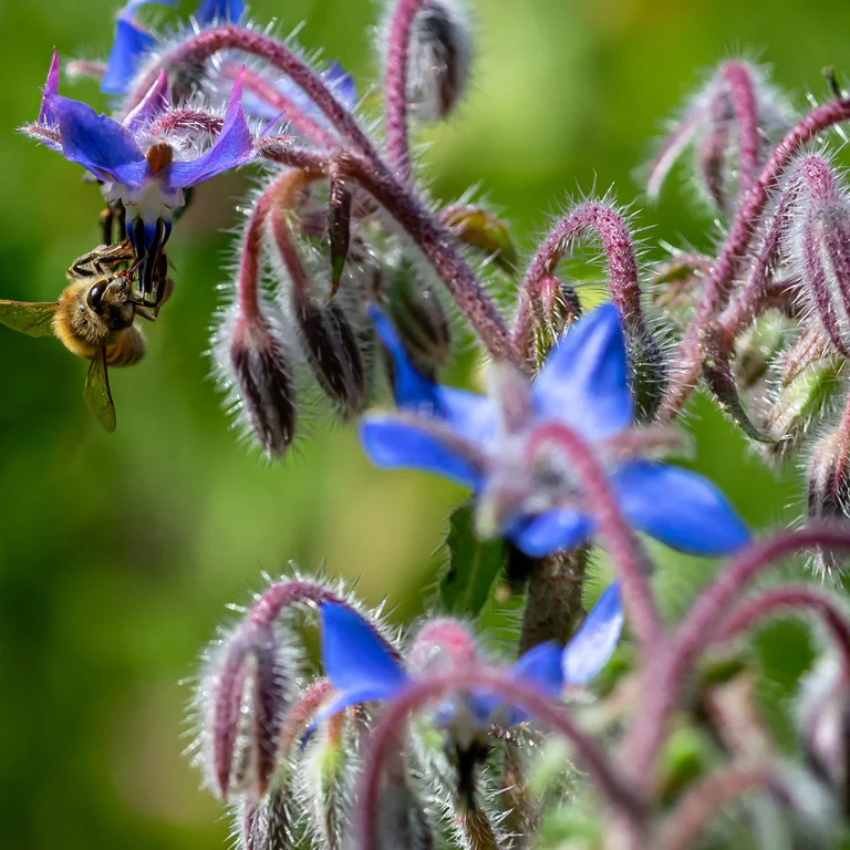 Fleurs de bourrache en juin