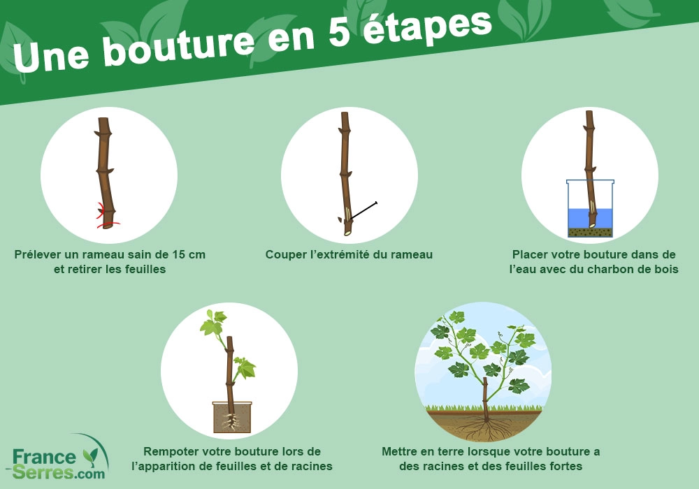 bouture novembre serre de jardin