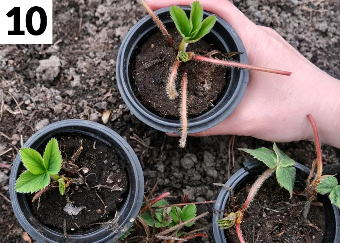 Tâche n°10 en septembre au jardin : Bouturer les plantes tendres et semi-rustiques