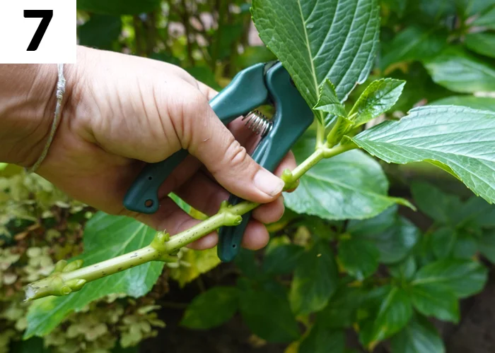 Tâche n°7 en août au jardin : Effectuer des boutures