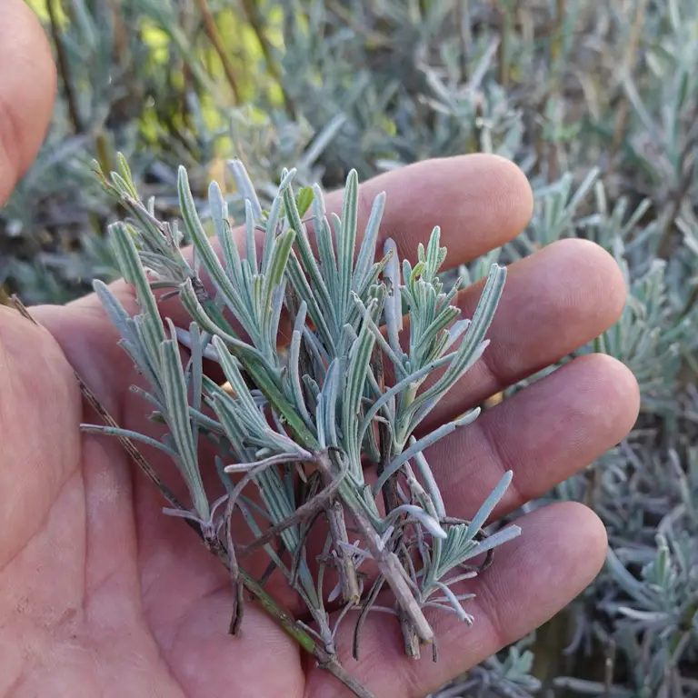 Préparation de boutures de lavande fraîchement coupées en août pour la multiplication des plantes du jardin