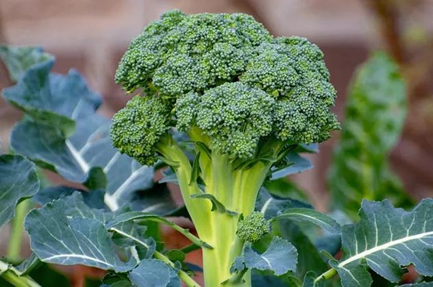 brocoli sous serre juillet