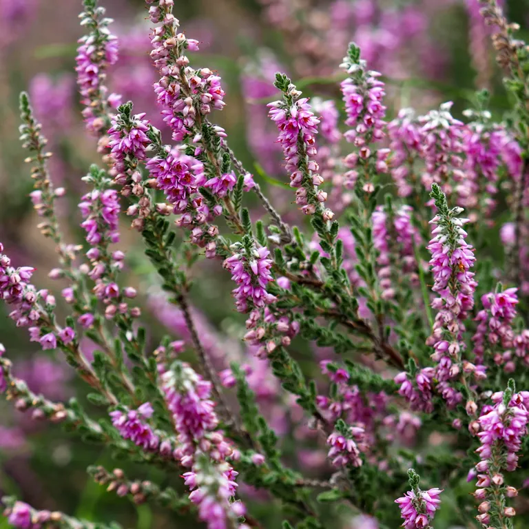 Bruyère d'été en septembre