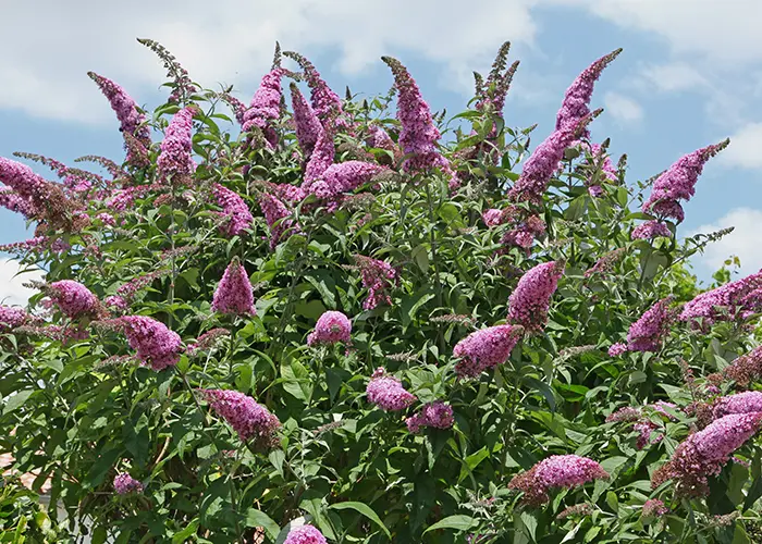 Le Buddleia de David est une plante invasive