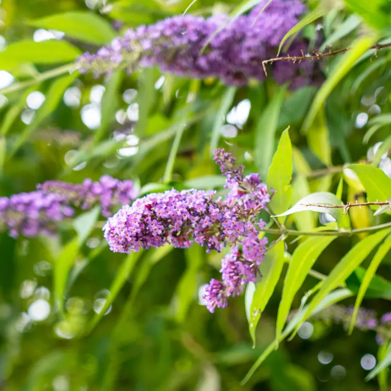 Buddleia de David en juillet