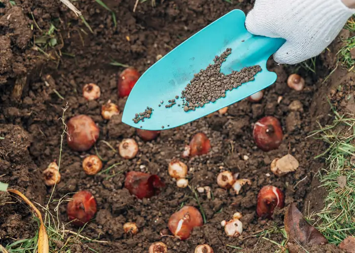Un jardinier plante des bulbes de printemps dans la terre de son jardin en septembre