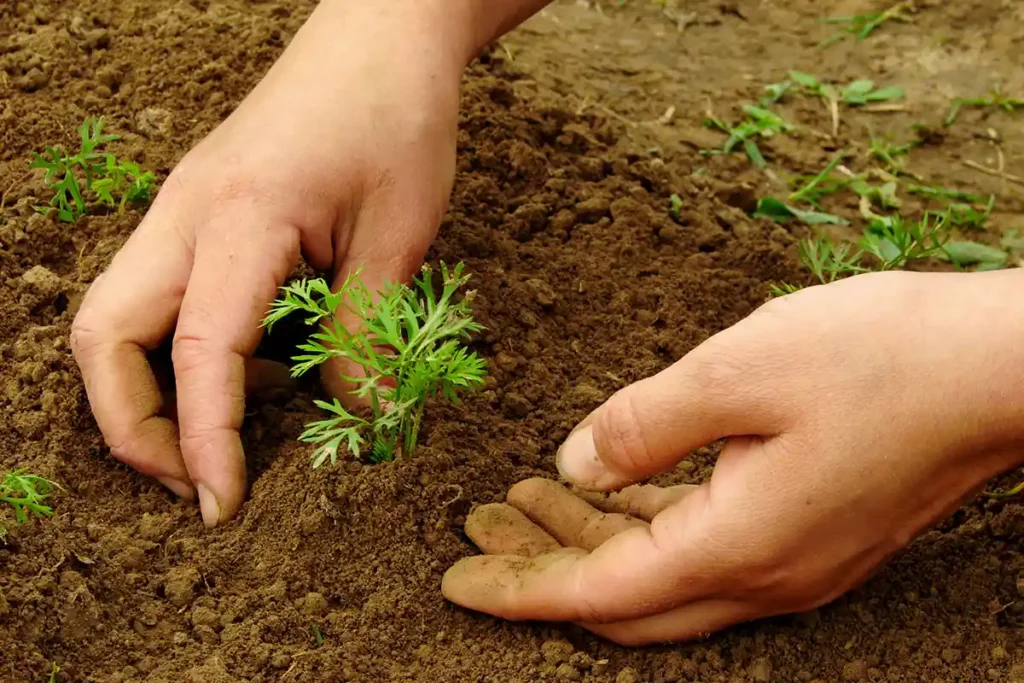 Buttage d'un plant de carotte