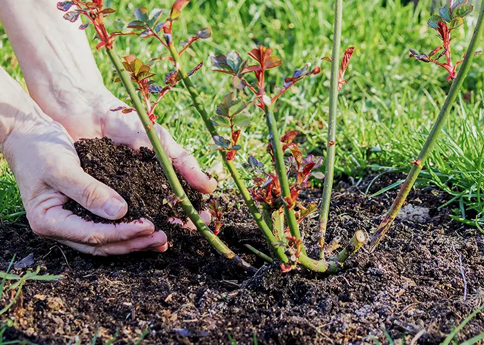 Quand mettre un voile d'hivernage ? - Blog Jardin Couvert - Conseils  jardinage et serres