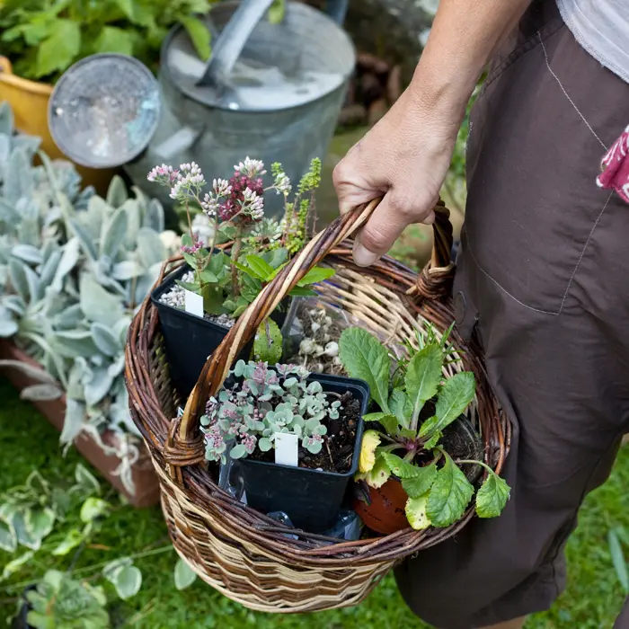 Idée cadeau jardinage n°29 : plantes de seconde main Idée cadeau jardinage n°29 : plantes de seconde main