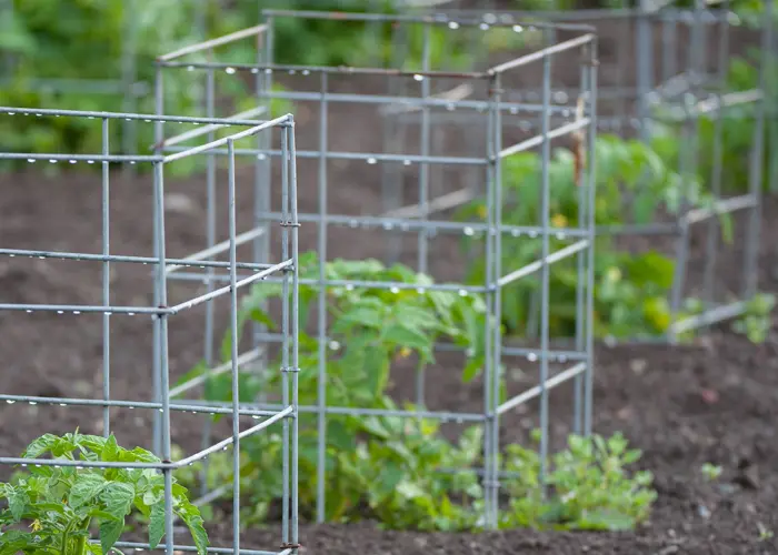 cage carrée pour pied de tomate