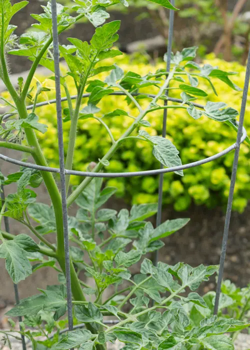 cage tuteur tomate