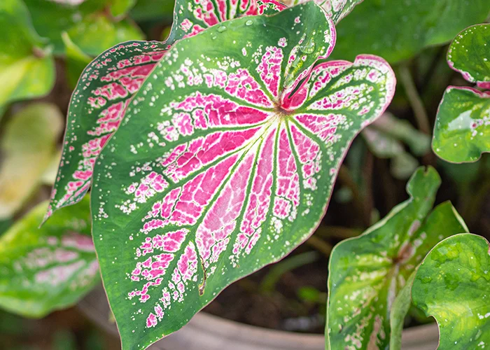 Caladium : variété de plante tropicale