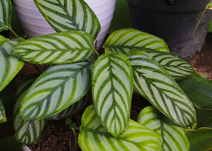 Calathea : variété de plante tropicale