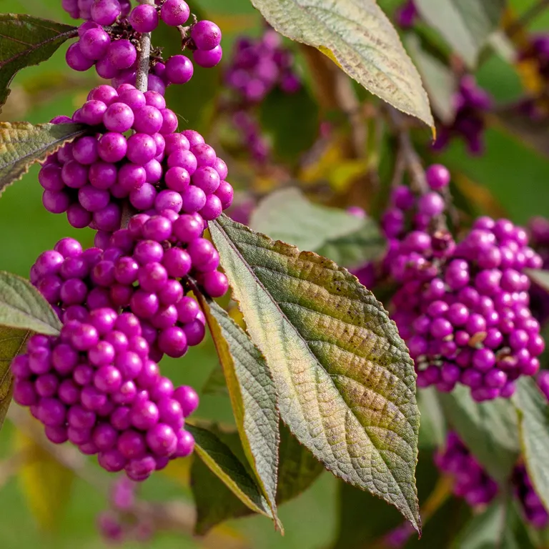 Callicarpa au mois de septembre