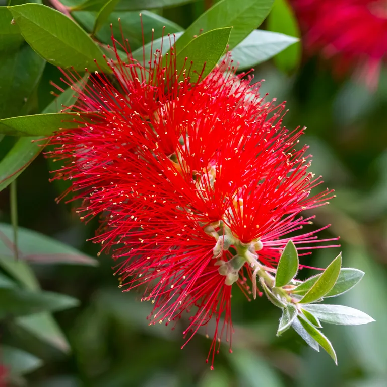 Fleur de callistemon (rince-bouteille) au mois d'août