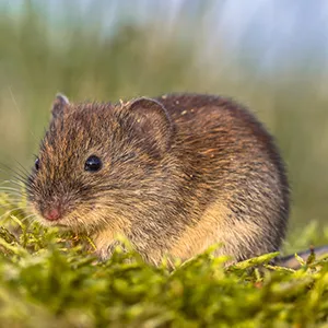 Repousser naturellement les rongeurs d'une serre de jardin - France Serres