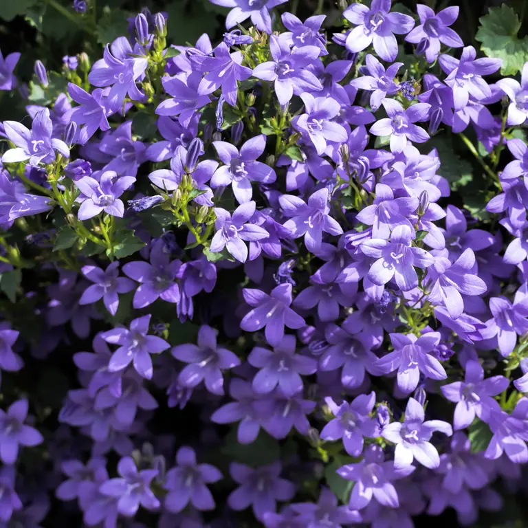 Fleurs de campanules