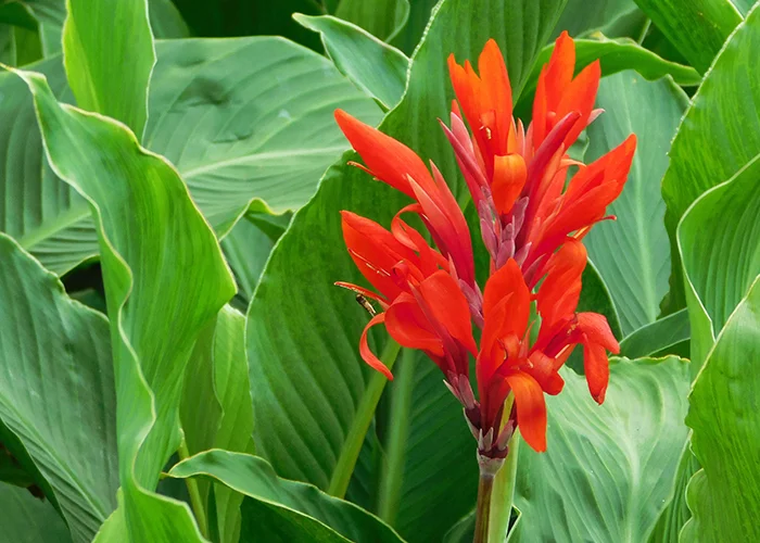 Canna lily : variété de plante tropicale à fleurs