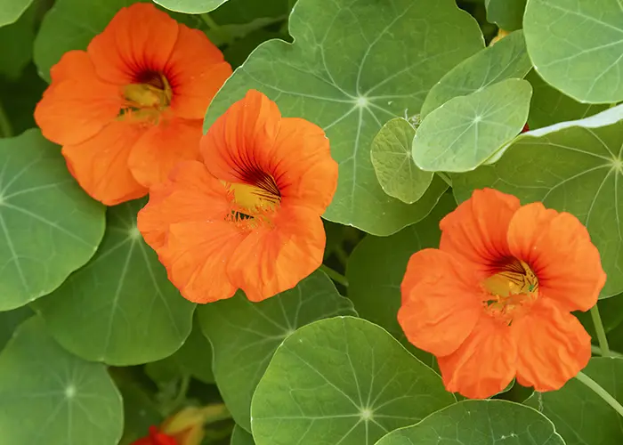 La capucine (plante hôte de pucerons)