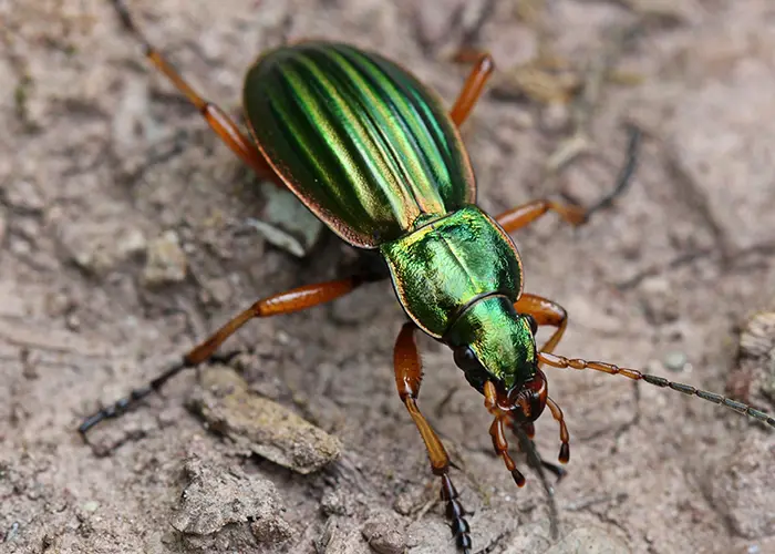 Carabe (insecte auxiliaire du jardin)