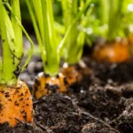 La culture de la carotte sous serre de jardin