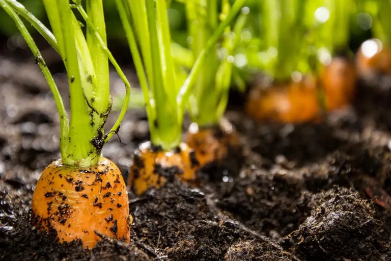 Culture des carottes sous serre