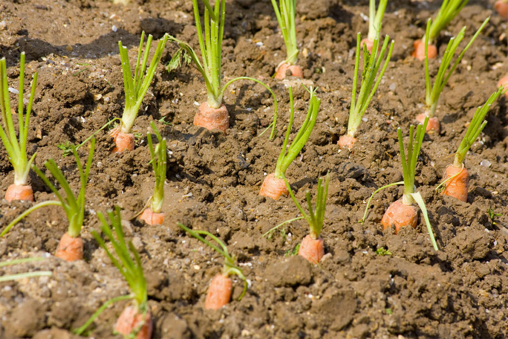 Carottes en pleine terre 