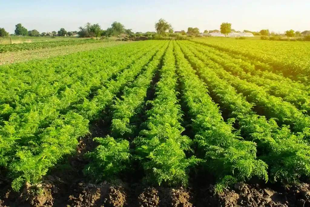 Les carottes ont besoin de lumière pour se développer