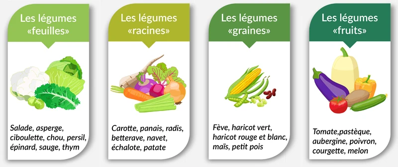les différentes catégories de légumes