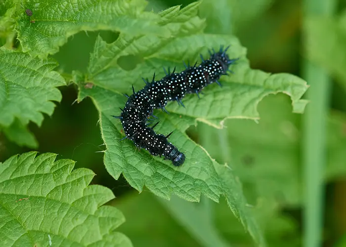 Chenille du papillon Paon de Jour sur une feuille d'ortie