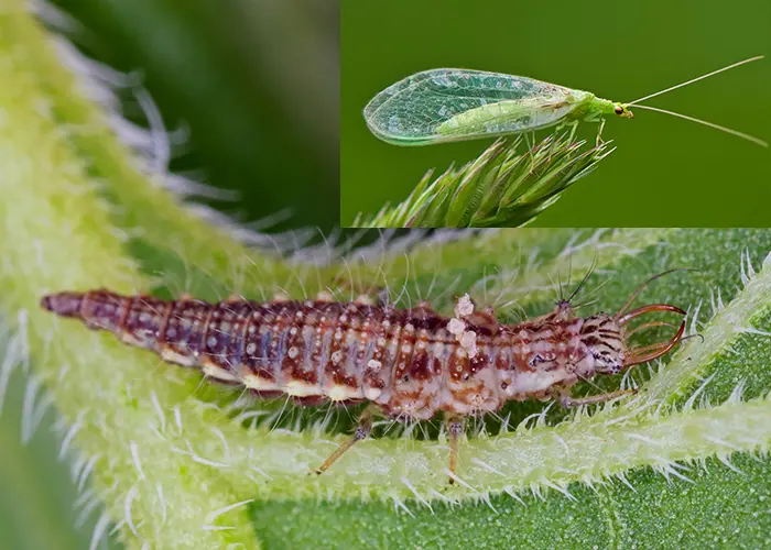 Chrysope (insecte auxiliaire du jardin)