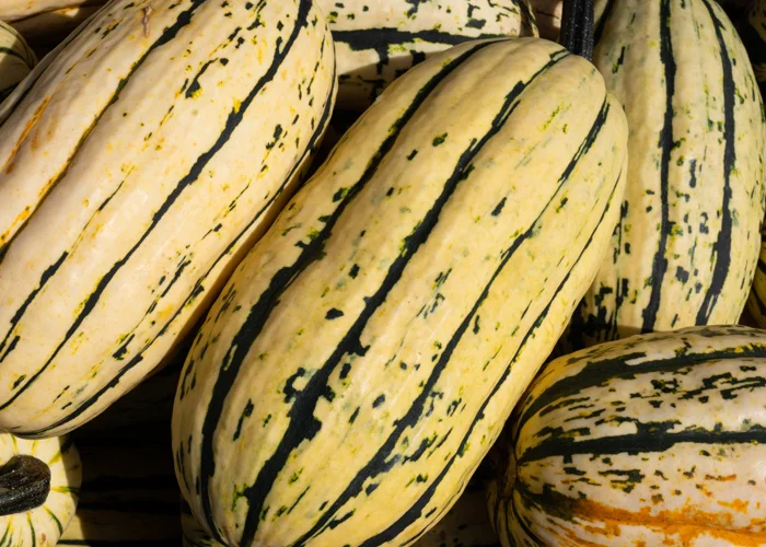 citrouille delicata zeppelin