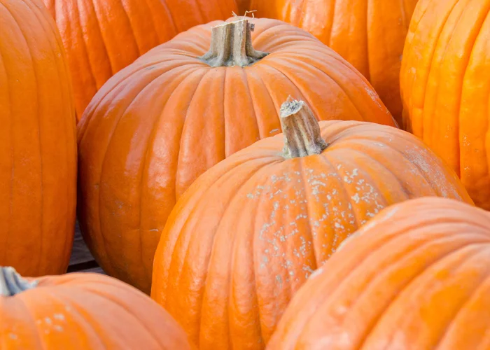 citrouille Jack O'Lantern