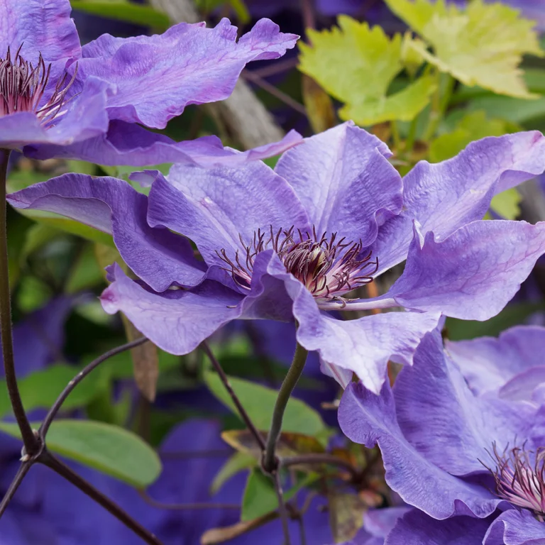 Fleurs de clématites