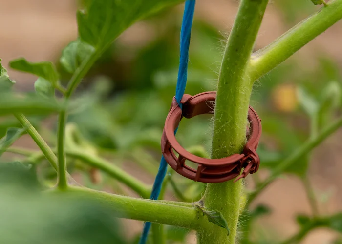 clip d'accroche pour tomate