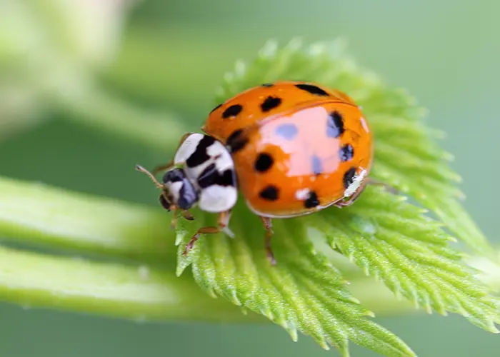 Coccinelle asiatique (Harmonia axyridis)