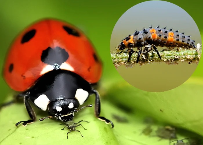 Coccinelle et sa larve (insecte auxiliaire du jardin)